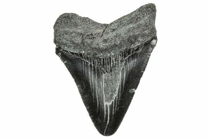 Serrated, Juvenile Megalodon Tooth - South Carolina #328732